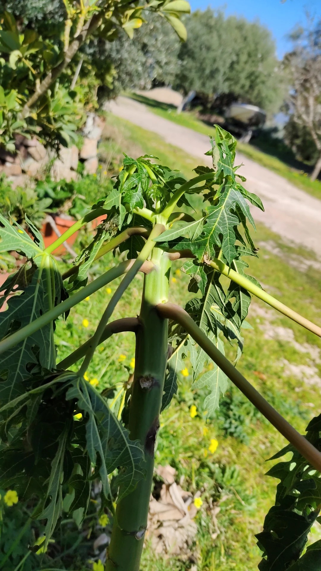 Tecidos Delicados? Descubra os Cuidados Especiais para Seda, Lã e Viscose - inspiração 1