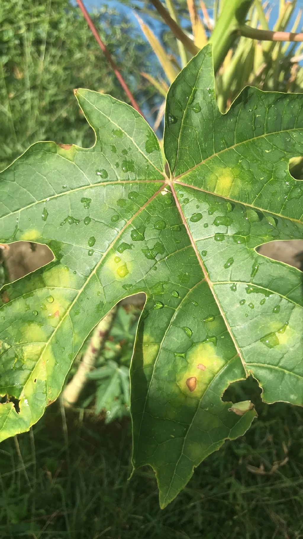 Sol e Mancha: Um Conto de Terror! Aprenda a Evitar Essa Combinação Perigosa - inspiração 3