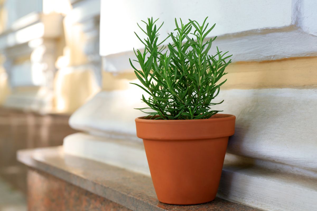 Pique as Folhas Corretamente: Liberando o Sabor sem Exageros - inspiração 3