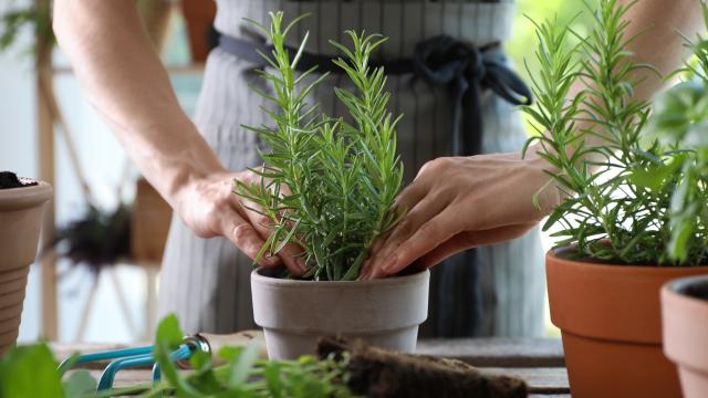 Infusão Estratégica: Extraindo o Aroma sem Amargar - inspiração 1