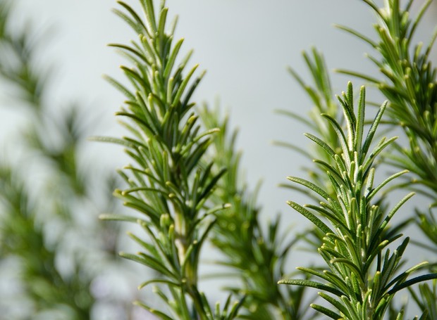 Infusão Estratégica: Extraindo o Aroma sem Amargar - inspiração 2