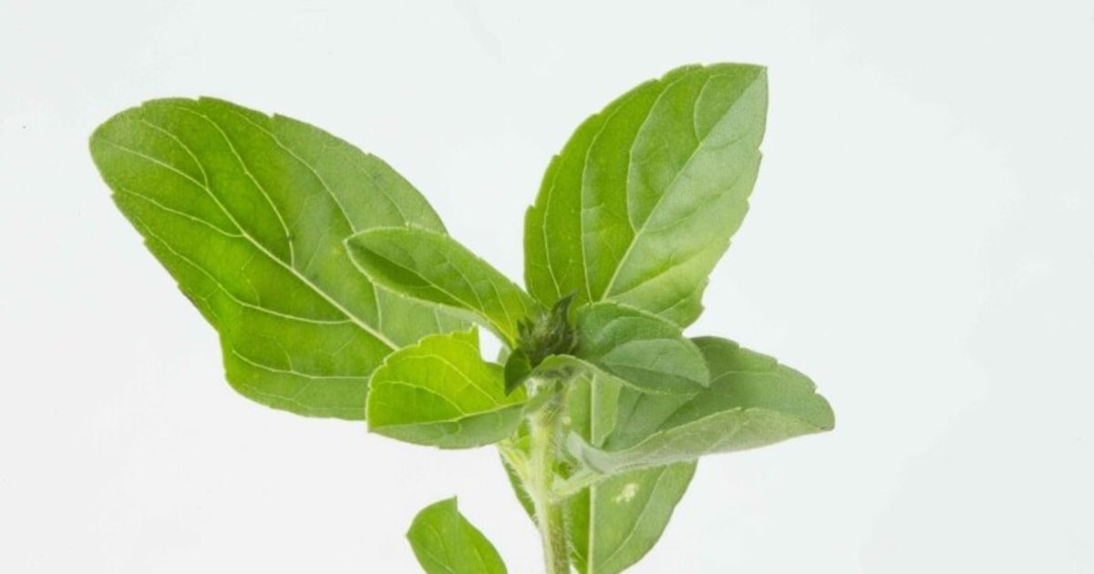 Macerar Sem Moderação: Amargor Indesejado em Drinks - inspiração 1