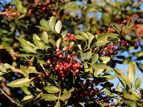 Aroeira em Marinadas: Adoçando Carnes Brancas - inspiração 1