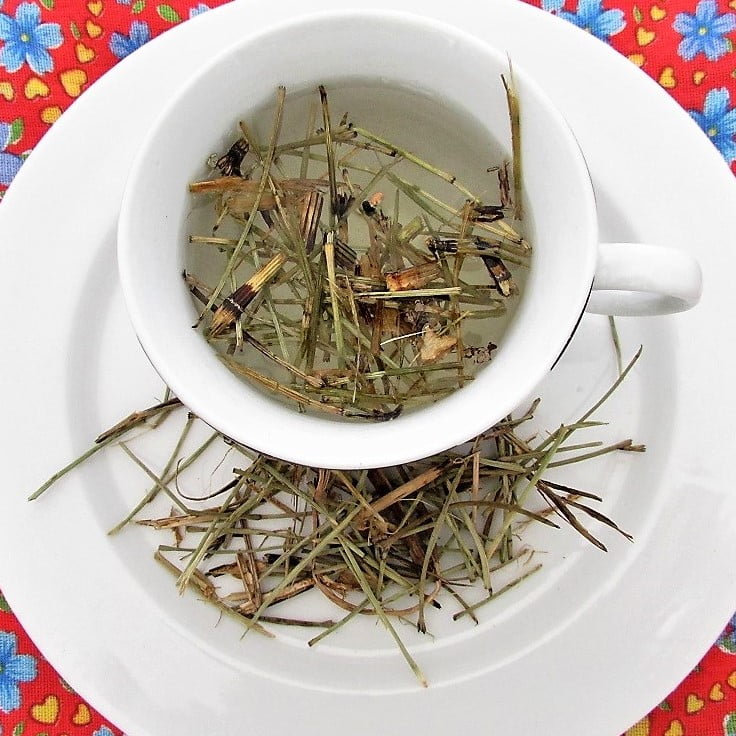 Prefira a Cavalinha a Granel: Mais Frescor e Economia - inspiração 2