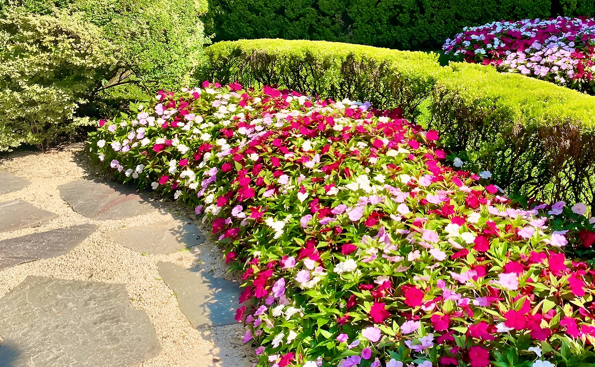 Gerânio: Explosão de Cores e Resistência - inspiração 3