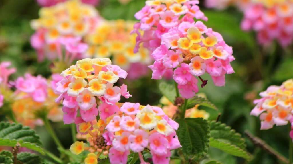 SunPatiens: A Beleza do Beijinho, Agora Mais Forte - inspiração 2