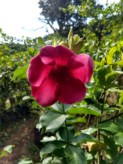 SunPatiens: A Beleza do Beijinho, Agora Mais Forte - inspiração 3