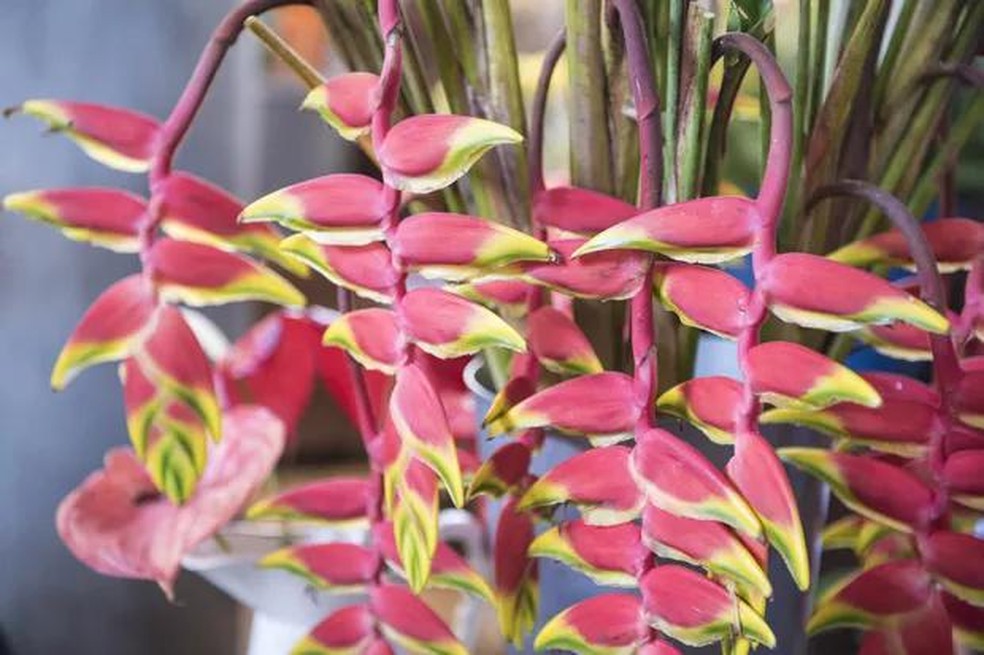 Primavera: A Trepadeira Escultural que Ama o Sol - inspiração 1