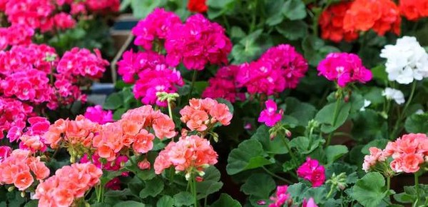 Primavera: A Trepadeira Escultural que Ama o Sol - inspiração 2