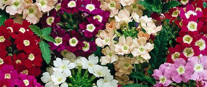 Primavera: A Trepadeira Escultural que Ama o Sol - inspiração 3