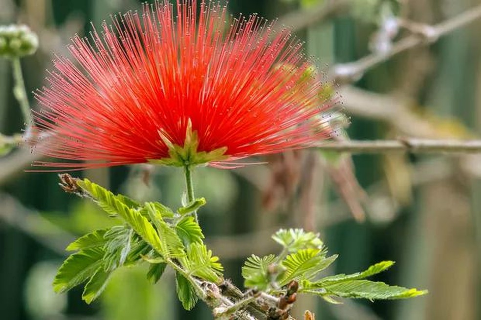 Ixora: Buquês Contínuos para Atrair a Vida - inspiração 1