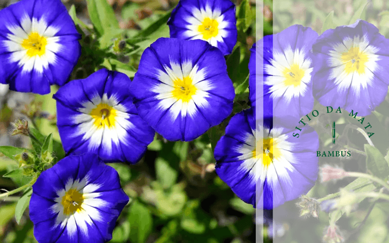 Ixora: Buquês Contínuos para Atrair a Vida - inspiração 3