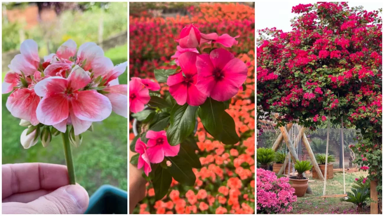 Lantana: Perfeita para um Jardim Campestre e Alegre - inspiração 3