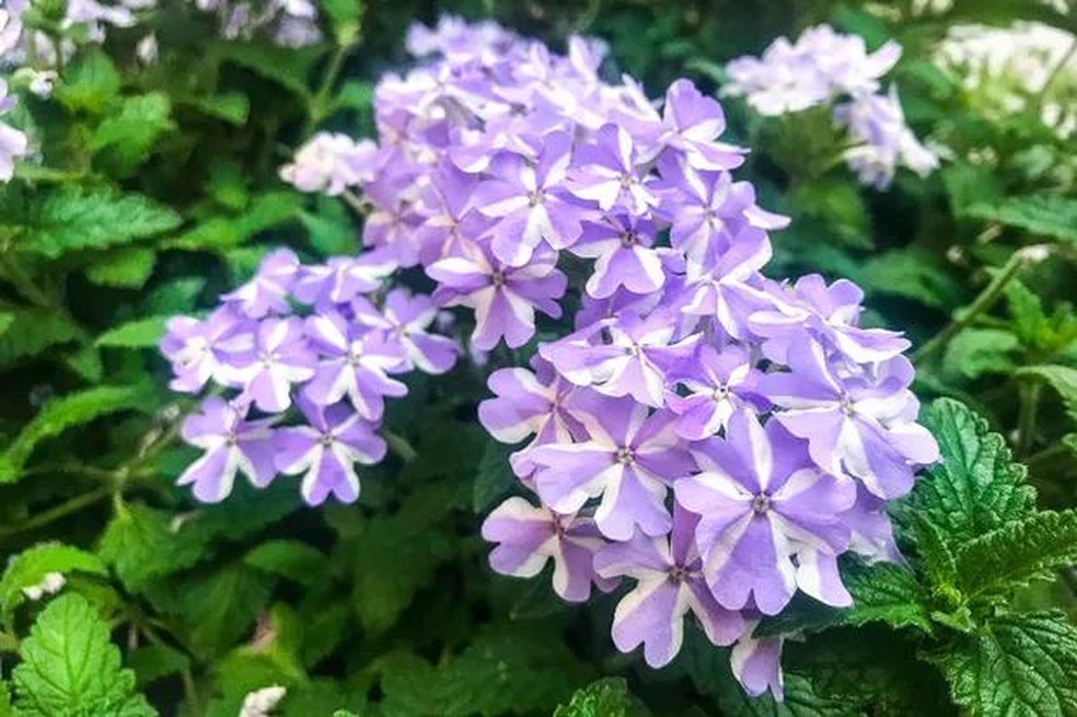 Falsa Érica: Delicadeza e Constância em Miniatura - inspiração 1