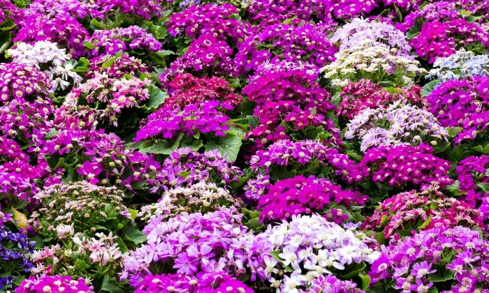 Falsa Érica: Delicadeza e Constância em Miniatura - inspiração 2