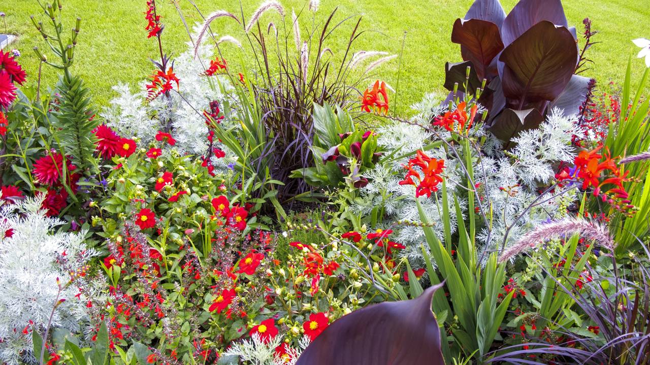 Rosa do Deserto: Escultural e Exuberante Sob o Sol - inspiração 3