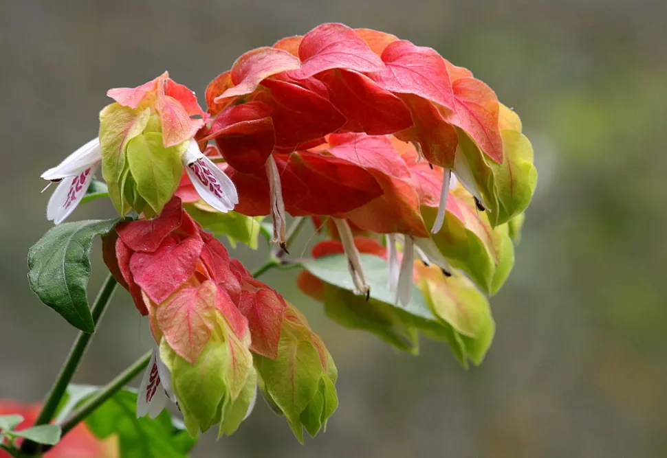 Lírio-da-Paz: Elegância e Purificação na Sombra - inspiração 3
