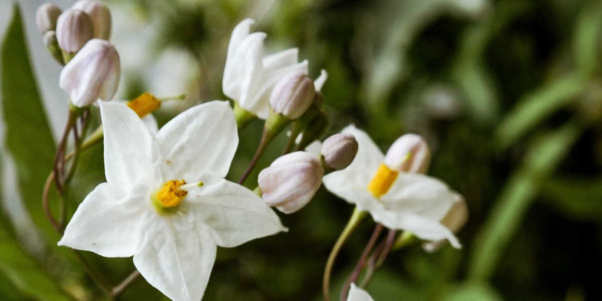 Antúrio: Cores Vibrantes que Duram uma Eternidade - inspiração 3