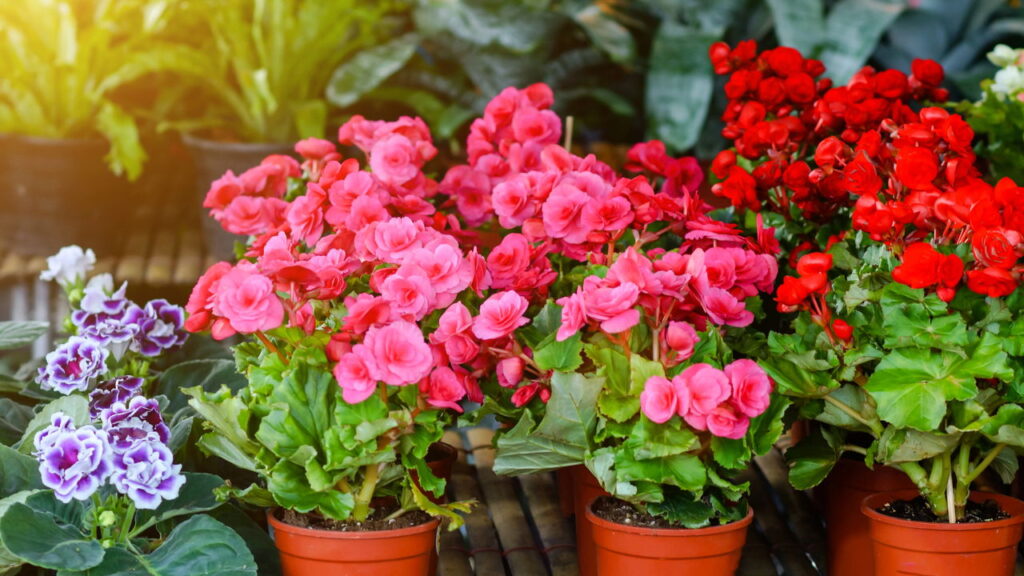 Camarão-Vermelho: Um Banquete para Beija-Flores - inspiração 1