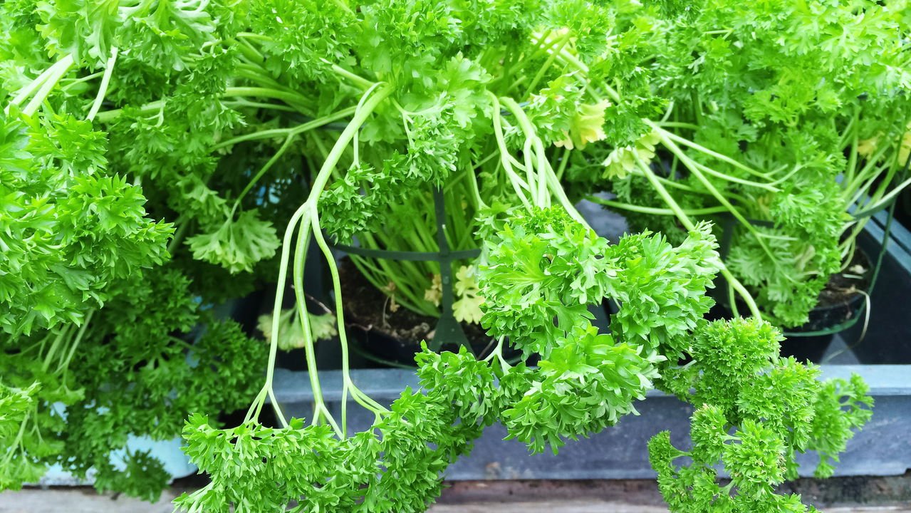 Salsa Crespa: A Rainha da Decoração Gourmet - inspiração 2