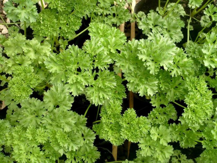 Truque de Chef: Adicione Salsa Lisa no Final do Preparo Para um Aroma Intenso - inspiração 3