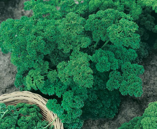 Cultive Salsa em Vasos: Tenha Sempre Fresca à Mão - inspiração 2