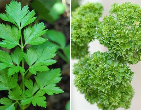 Substituições Inteligentes: Quando Usar Salsa Seca - inspiração 1