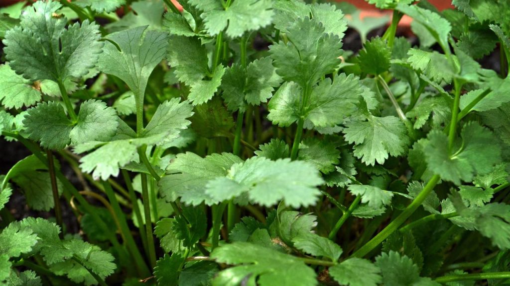 Substituições Inteligentes: Quando Usar Salsa Seca - inspiração 3