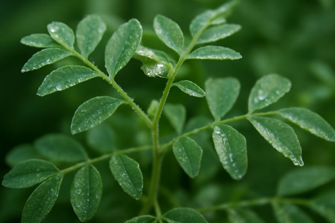 Como usar arruda natural com segurança