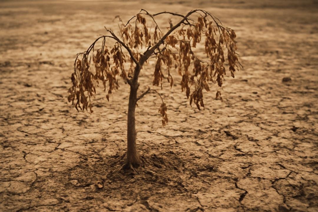 Conclusão e práticas para o futuro saudável das árvores Conclusão e práticas para o futuro saudável das árvores