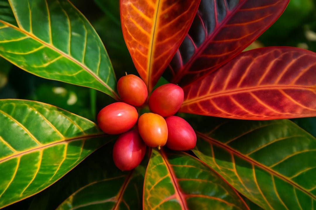 Como cultivar árvores exóticas com sucesso Como cultivar árvores exóticas com sucesso