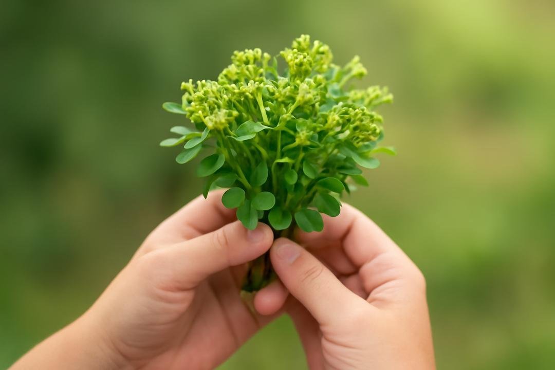 Cultivo e cuidados para manter sua arruda planta saudável Cultivo e cuidados para manter sua arruda planta saudável