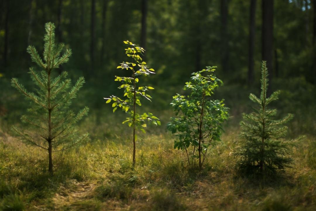Como plantar árvores pequenas: passo a passo essencial Como plantar árvores pequenas: passo a passo essencial