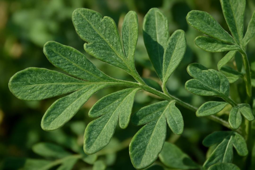 Formas de uso e preparo da arruda medicinal